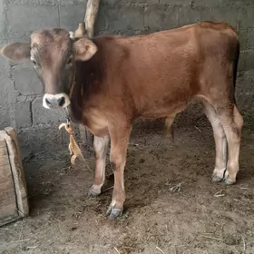 şwes öküz