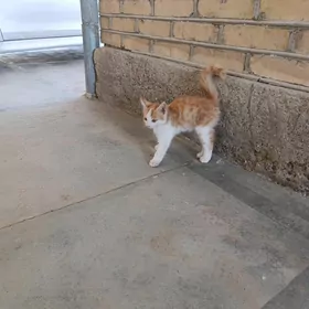 pişik