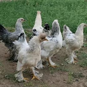 Brama ak