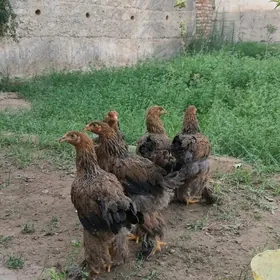 Brama sakalat