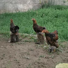 Brama gyzyl