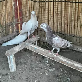 kepderi