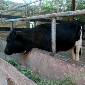 okuzce