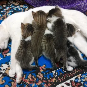 котята