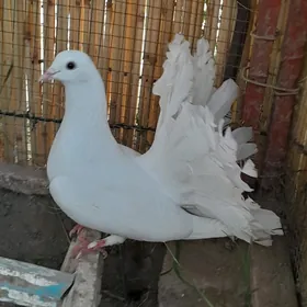 pawlin kepderi