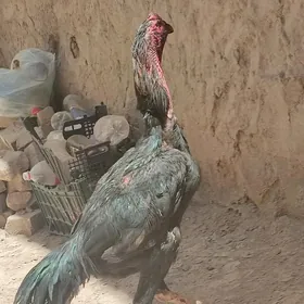 baysow