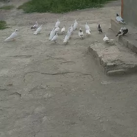 kepderi