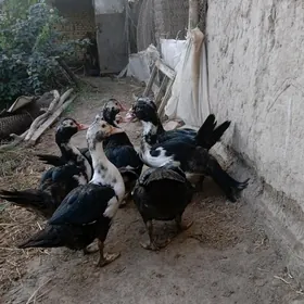 induşka