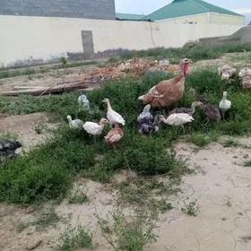 İnduk jüje.