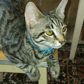 котик