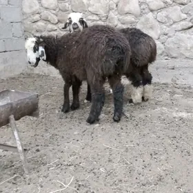 Goýyn