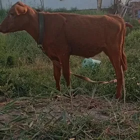gole gulajyn