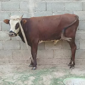 Öküz