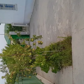 satlyk jaý