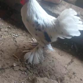karlik