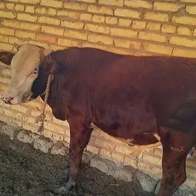 Okuzce