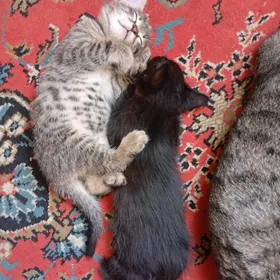  котята