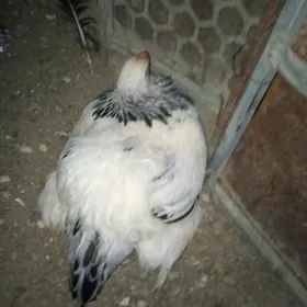 kuruk brama  towuk