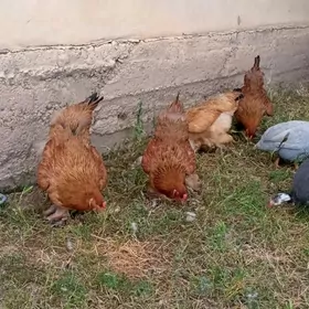 Brama