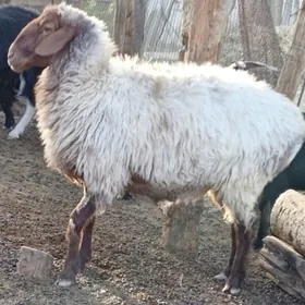 goýun öweç