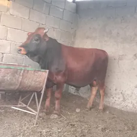 öküz