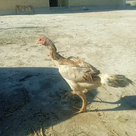 baysow towuk