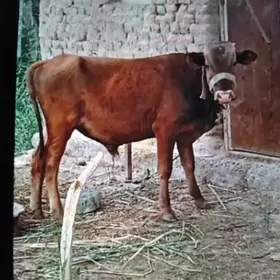 ÖKÙZCE