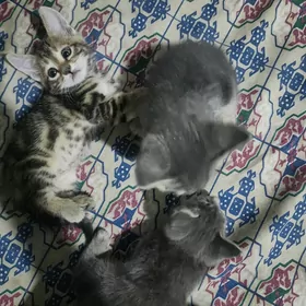 pişik