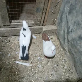 kepderi