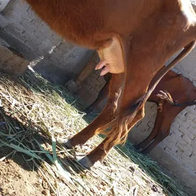 ÖRÄN ÝUWAŞA GÖLELİ SYGYR