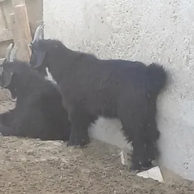 cweiş