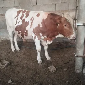 Öküz
