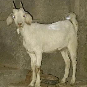 Mitis pakistan owlak