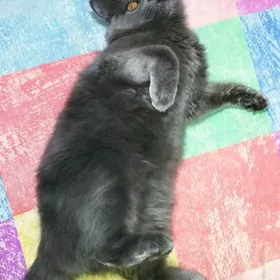 кот для размножения