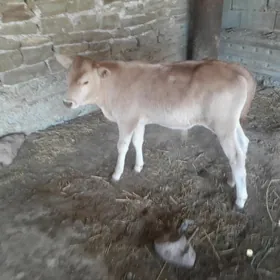 Öküzçe
