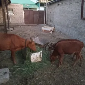 GÖLELİ SYGYR .