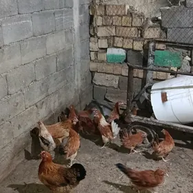 4 ay bolan juyje
