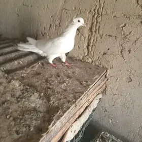 kepderi