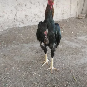 horaz