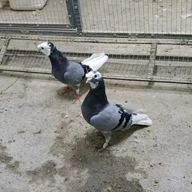 kepderi