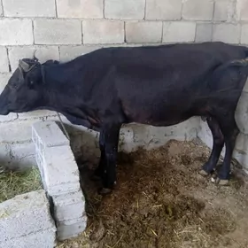 göleli sygyr