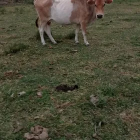 gysyr  sygyr