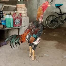 Horaz