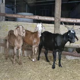 geçiler