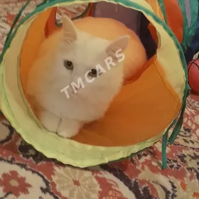 отдам бесплатно