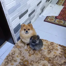 Шпинц