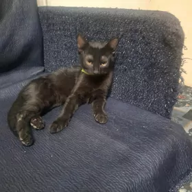 кошкакошка