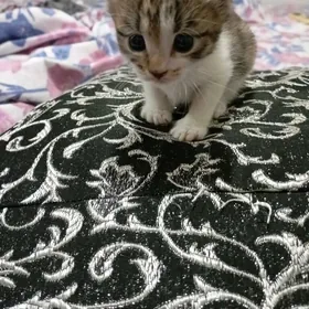 Котенок голубаглазый