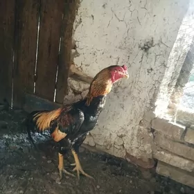 horaz