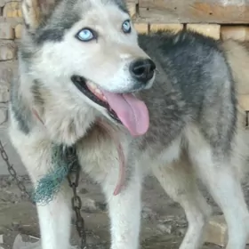 Хаски